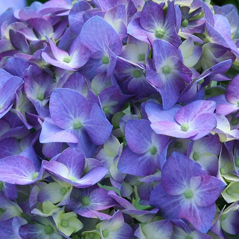 Proven Winners® Let's Dance® Blue Jangles Hydrangea Shrub