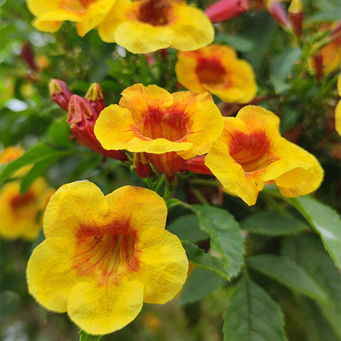 Sparky Tecoma Plant