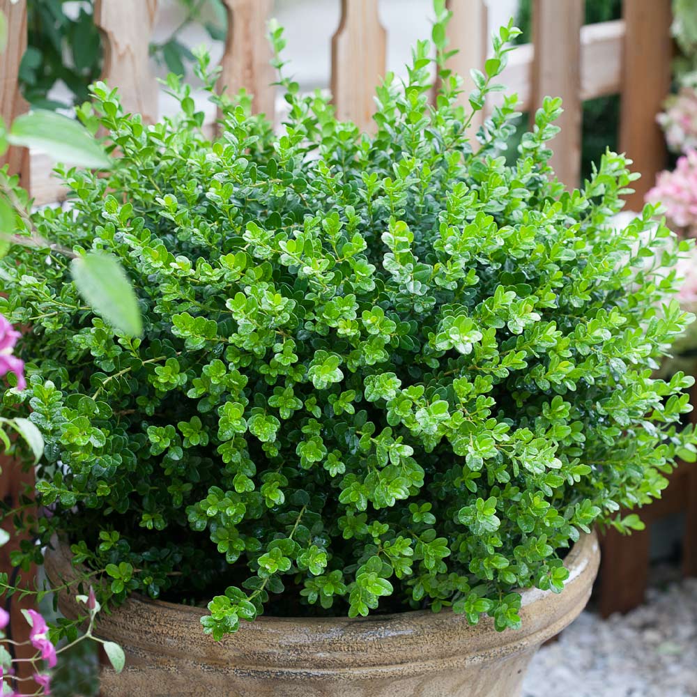 Proven Winners® Sprinter® Boxwood Shrub