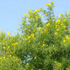 Sundance Tecoma Plant