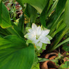 Turmeric Plant