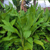 Turmeric Plant