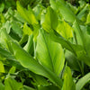 Turmeric Plant