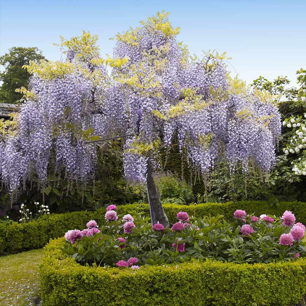 Wisteria Tree